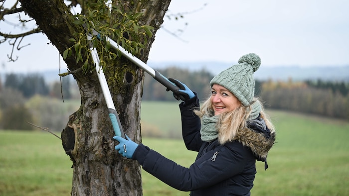 Mistletoe is usually harmless to trees, unless it gets out of hand - then simply cut it down and ...