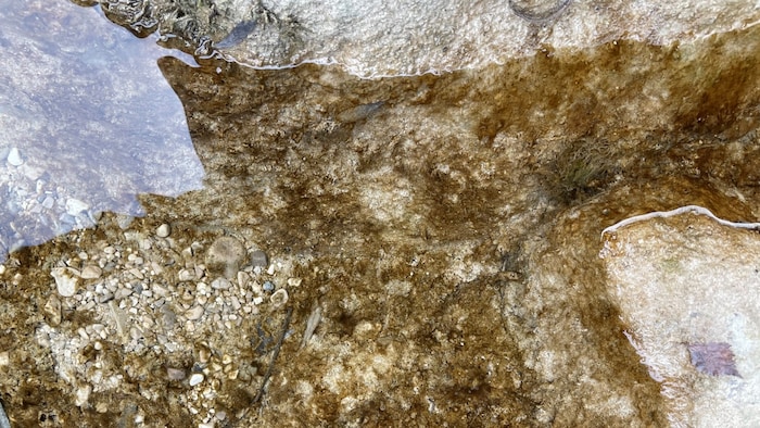 Bei dem „braunen Zeug“ im Wasser handelt es sich der Untersuchung zufolge um Algen. Warum sich diese bilden, kann verschiedene Ursachen haben.
