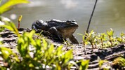 Bei Verfahren spielt der Naturschutz ab sofort eine deutlich geringere Rolle