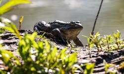 Bei Verfahren spielt der Naturschutz ab sofort eine deutlich geringere Rolle
