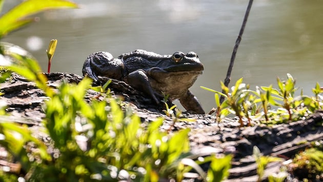 Bei Verfahren spielt der Naturschutz ab sofort eine deutlich geringere Rolle (Bild: Tröster Andreas)