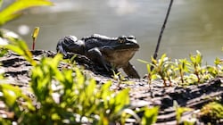 Bei Verfahren spielt der Naturschutz ab sofort eine deutlich geringere Rolle (Bild: Tröster Andreas)