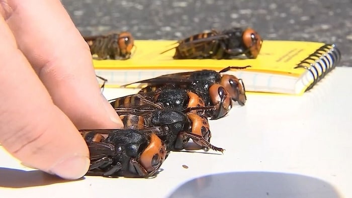 Die Asiatische Riesenhornissen (Bild), die größte Hornissen-Art der Welt, werden bis zu 5,5 ...