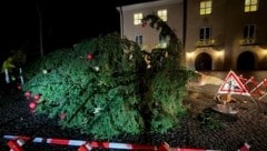 Der Baum war mitten in der Nacht umgefallen. (Bild: Shourot)