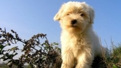 Wer kann dem knuffigen kleinen Tibet-Terrier einen Wunsch abschlagen? (Bild: Krone)