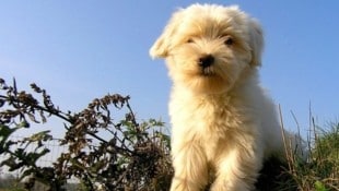 Wer kann dem knuffigen kleinen Tibet-Terrier einen Wunsch abschlagen? (Bild: Krone)