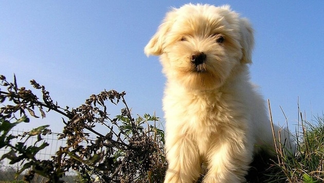 Wer kann dem knuffigen kleinen Tibet-Terrier einen Wunsch abschlagen? (Bild: Krone)