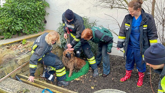 Benommen vom Beruhigungsmittel erblickte der Vierbeiner wieder das Tageslicht.