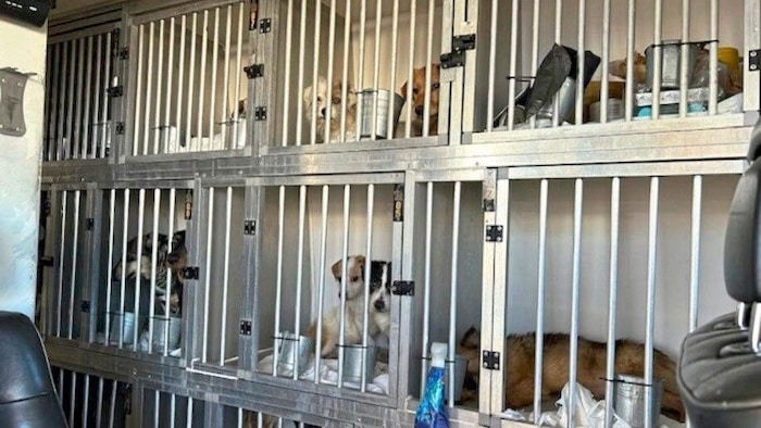 Officers discovered a total of 13 dogs in cages in one car.