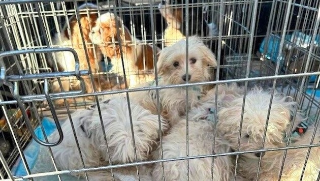 26 dogs and eight cats were loaded on a truck that was stopped near Nickelsdorf during the checks. (Bild: LPD Bgld)