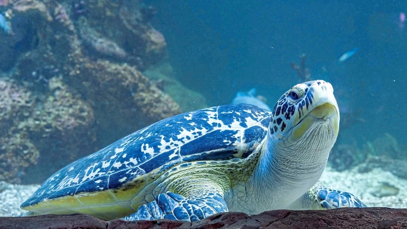 Sea turtle "Puppi" will be served a Christmas breakfast on December 24. (Bild: Dominik Moser)