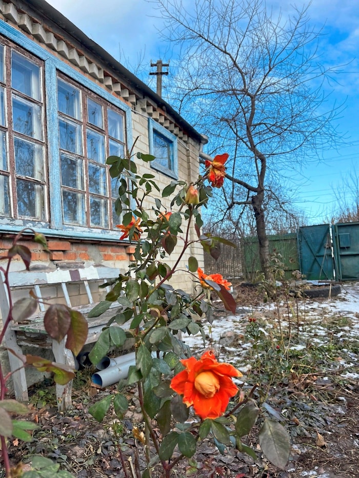 A winter flower as a symbol of peace
