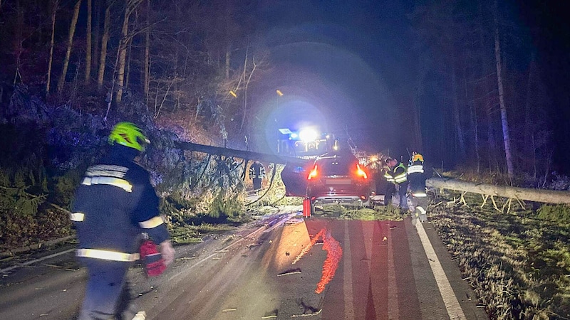 Durch den heftigen Sturm krachte der Baum direkt auf das Auto des Burgenländers. (Bild: APA/FF MARIASDORF)