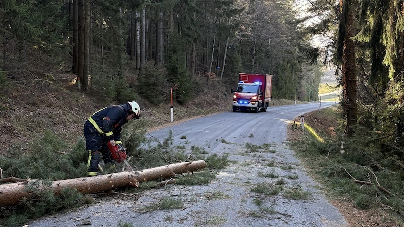 Die FF Pöllau barg einen Baum. (Bild: FF Pöllau)