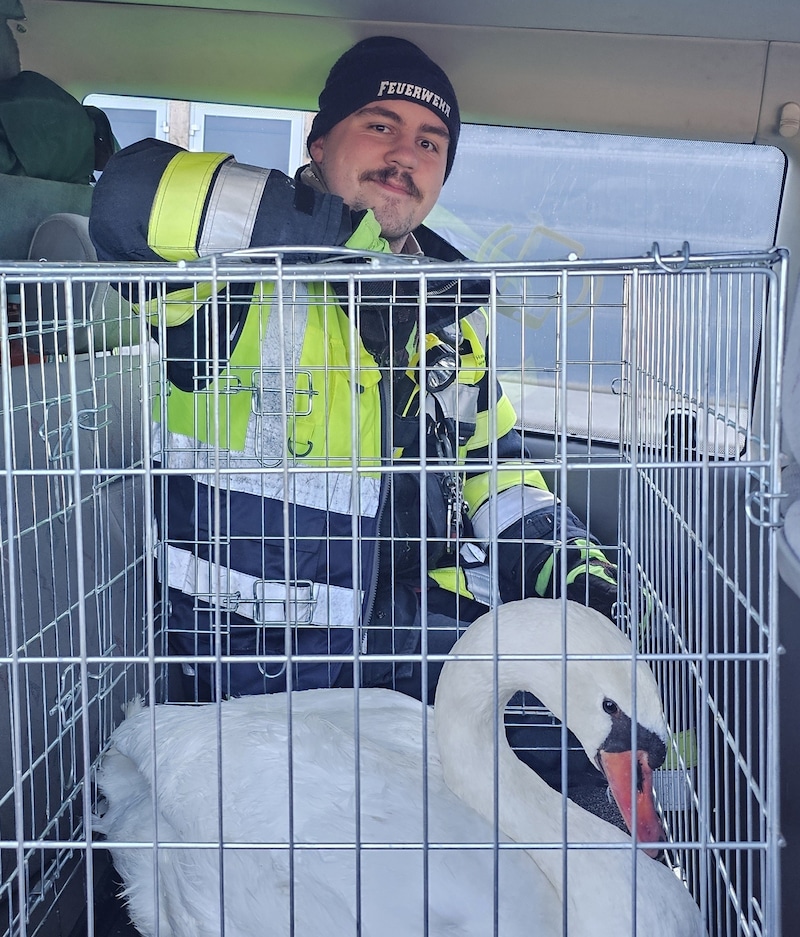 Hier befand sich der Schwan bereits in der Tierbox auf dem Weg ins Tierheim (Bild: Hauptfeuerwache Villach)