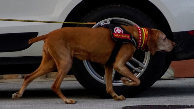 Personenspürhunde und Stöberhunde standen tagelang bei der Suche nach dem 22-Jährigen im Einsatz. (Bild: Samariterbund Kärnten)