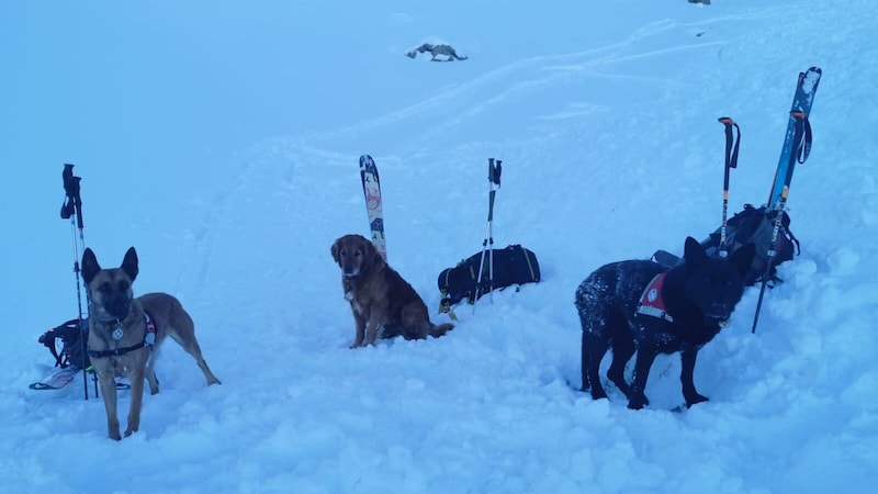 Auch Suchhunde waren auf dem Lawinenkegel. (Bild: zoom.tirol)