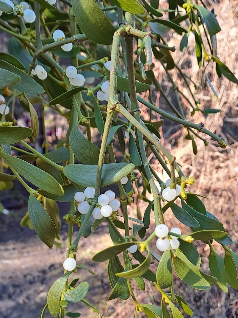 The mistletoe. (Bild: Bergauer Rubina)