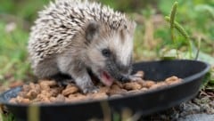 Sogar der heimische Igel hat mit Problemen zu kämpfen und wird erstmals als „potenziell gefährdet” eingestuft. (Bild: WWF-Sweden / Ola Jennersten)