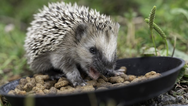 Even the native hedgehog is struggling with problems and is classified as "potentially endangered" for the first time. (Bild: WWF-Sweden / Ola Jennersten)