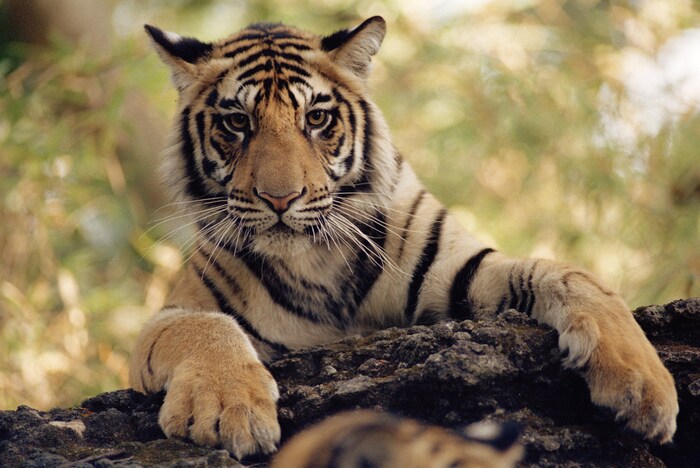 Tiger, Krokodile, Meeresschildkröten und Thunfische befinden sich laut WWF im Aufwind.