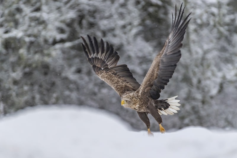 25 years ago, Austria's heraldic animal was considered extinct in this country. In the meantime, the white-tailed eagle population has grown again thanks to strict protection laws and extensive species protection measures. (Bild: Ola Jennersten / WWF-Sweden)