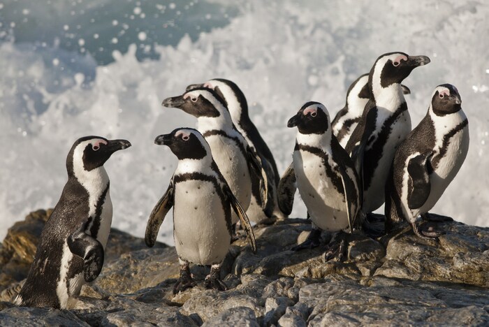 Die afrikanischen Brillenpinguine werden seit diesem Jahr als „vom Aussterben bedroht“ ...