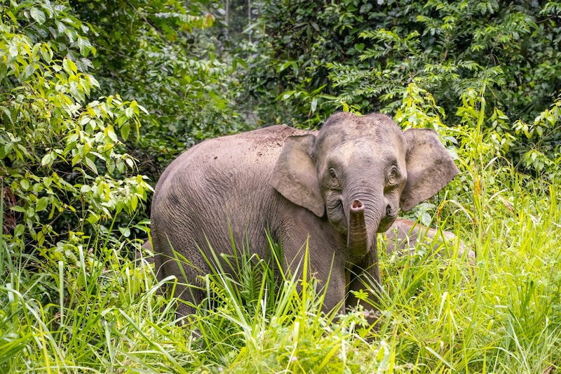 The dwarf elephant, which lives on the Southeast Asian island of Borneo, was added to the IUCN Red List as "critically endangered" in 2024. (Bild: Kaisa Siren / WWF)