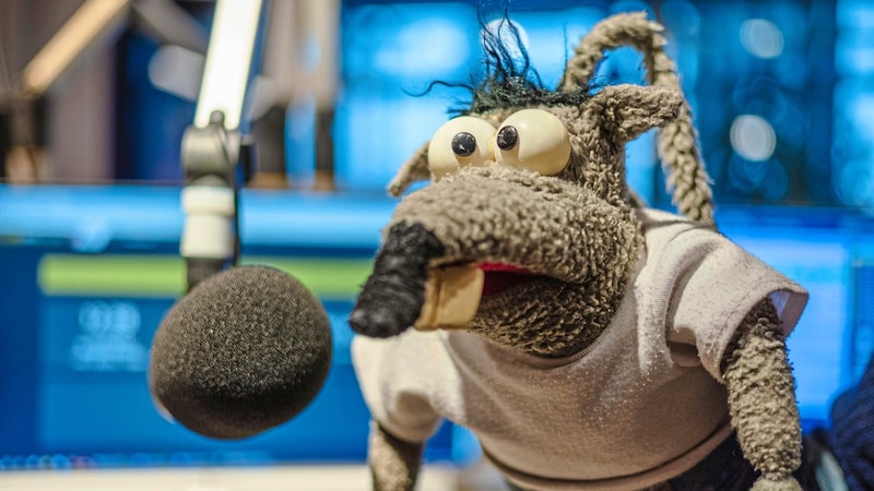 Die rotzfreche Ratte Rolf Rüdiger begeistert seit 30 Jahren im Fernsehen und im Radio. (Bild: Urbantschitsch Mario/Mario Urbantschitsch)