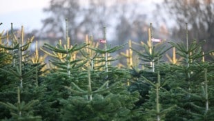 Alles muss perfekt sein, selbstverständlich auch der Weihnachtsbaum. (Bild: pictureshooting.at/Albert Mikovits)