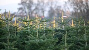 Einen kleinen Christbaum, das hätte der sparsame Schorsch auch billiger haben können – nämlich ...