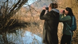 Die Vogelwelt am Ossiacher See lässt sich hautnah erleben. (Bild: Karin Wernig)