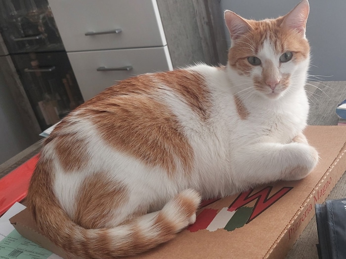 „Max“ aus Hallein