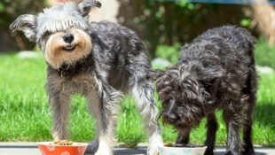 Landete das in Rechnung gestellte Hundefutter vielleicht in Schüsseln anderer Vierbeiner?