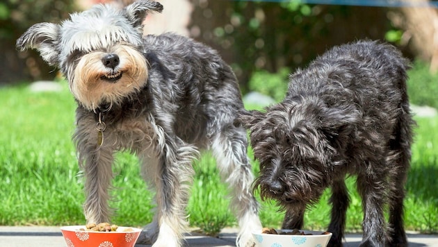 Did the invoiced dog food perhaps end up in the bowls of other four-legged friends? (Bild: Christian Forcher/Fotoworxx)