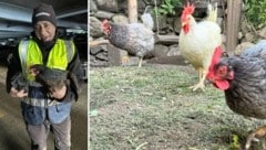 Bergbahn-Mitarbeiter Zoran rettete das Huhn aus der Garage. (Bild: zoom.tirol, Eveline Hronek )