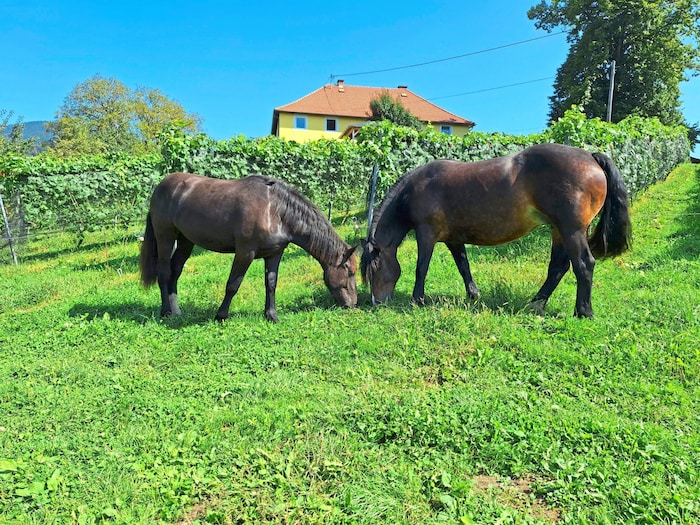 The horses also graze at the idyllic winery in Liebenfels.