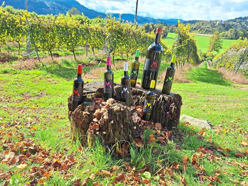 2024 heimste Maltschnig bei den Kärntner Landessiegern gleich vier von zehn Auszeichnungen ein. (Bild: Weingut Maltschnig)