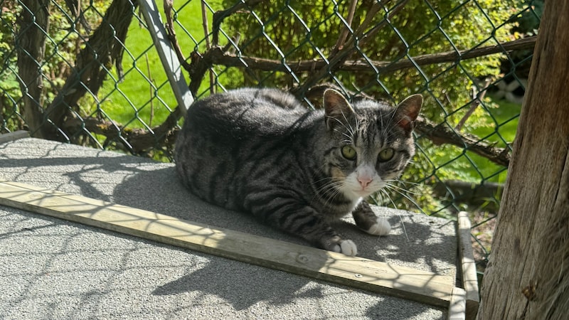 Möchte mit seinen Freunden kuscheln.  (Bild: TSV Tirol)