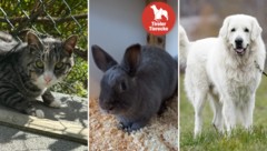 Die hübschen Fellnasen suchen alle ein neues Heim! (Bild: TSV Tirol)