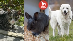 Die hübschen Fellnasen suchen alle ein neues Heim! (Bild: TSV Tirol)