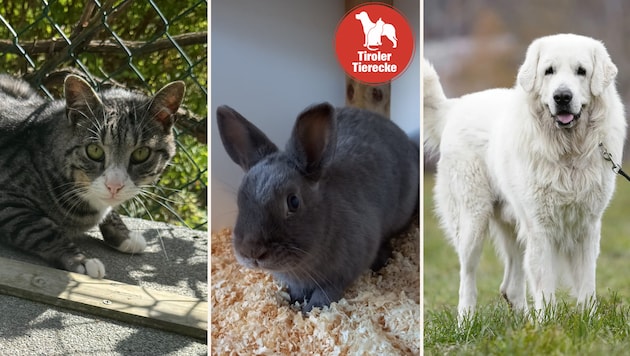 Die hübschen Fellnasen suchen alle ein neues Heim! (Bild: TSV Tirol)