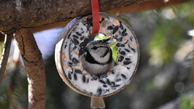 (Bild: BirdLife Österreich/Michael Meusburger)