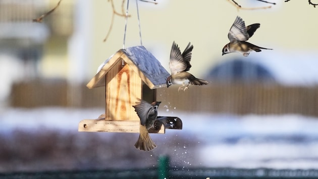 An der Futterstelle lassen sich Vögel wohl am einfachsten beobachten. (Bild: BirdLife Österreich/Hermann Lugmayr)