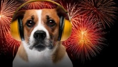 Gerade Hunde leiden oft unter den (geräuschintensiven) Silvestertraditionen. Wir haben die Profi-Tipps direkt aus der Praxis für Sie! (Bild: stock.adobe.com/stock.adobe.com, Krone KREATIV (KI-generiert))