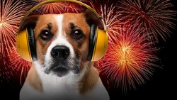 Gerade Hunde leiden oft unter den (geräuschintensiven) Silvestertraditionen. Wir haben die ...