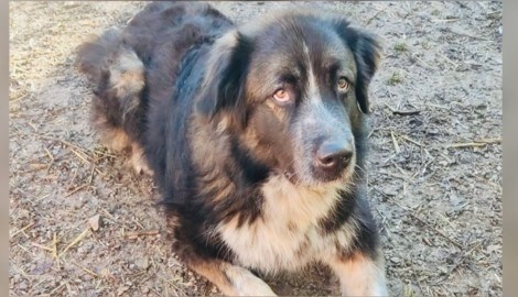 „Yuki“ leidet im Tierheim.  (Bild: Arche Noah/Aktiver Tierschutz Austria)