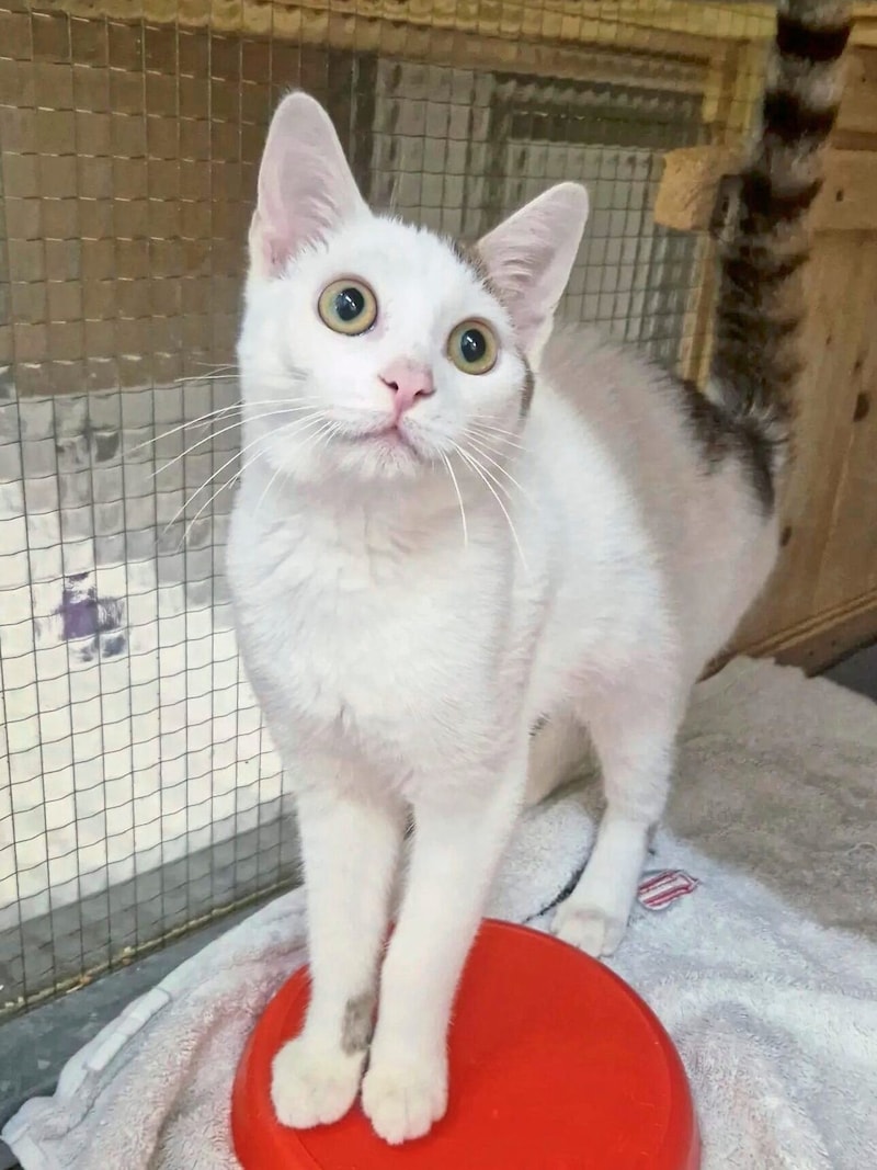 Kater Machu Pichu sucht Traumplatz (Bild: Aktiver Tierschutz Austria )