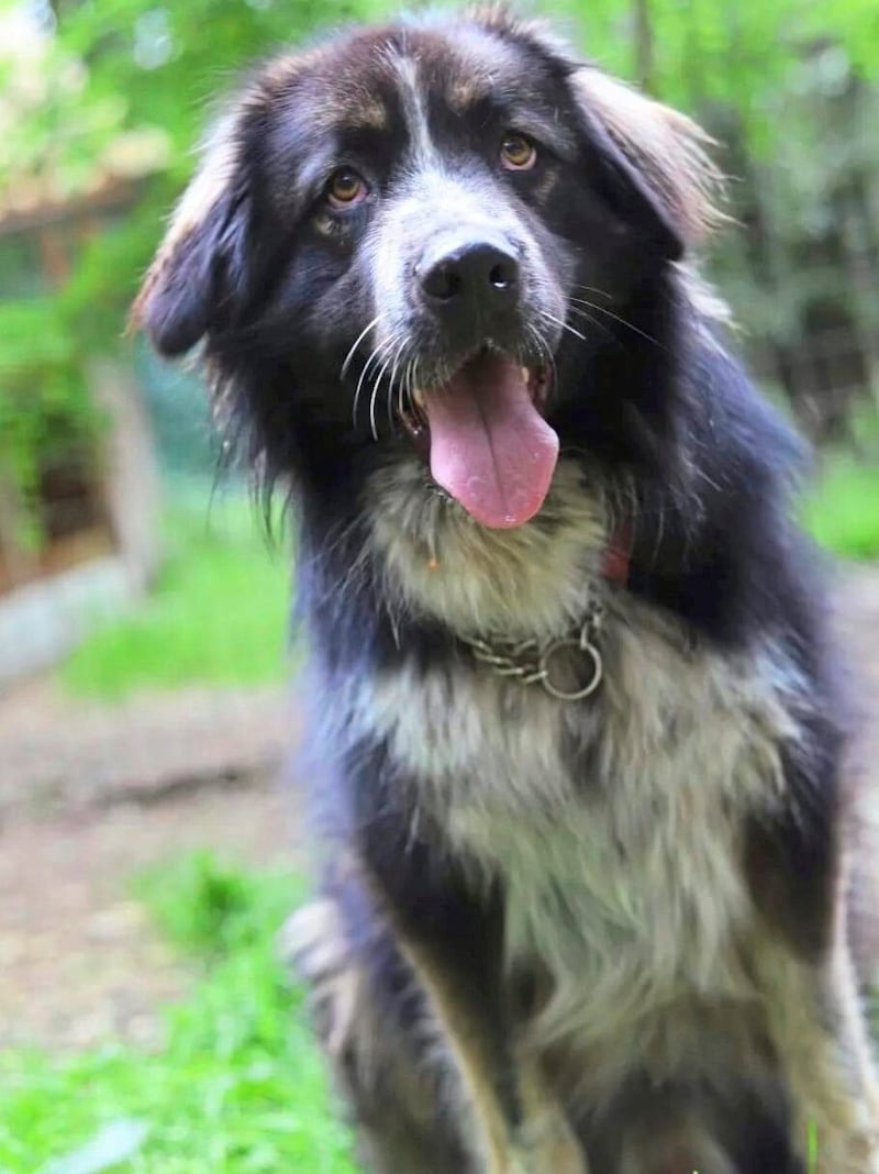 Herdenschutzmix Yuki sucht Einzelplatz (Bild: Aktiver Tierschutz Austria)