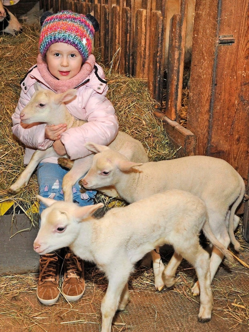 Just a few days ago, the "Krone" reported on the rare birth of triplets in the Richters' sheepfold. (Bild: Crepaz Franz/Pressefoto Franz Crepaz)